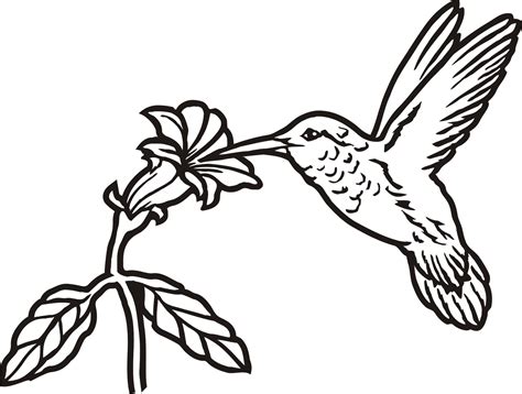 Printable Hummingbird Outline